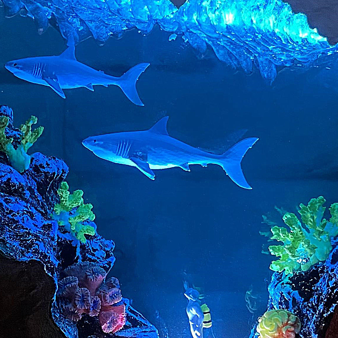 Shark Epoxy Lamp